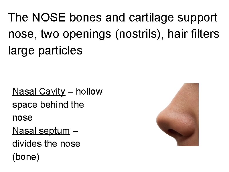 The NOSE bones and cartilage support nose, two openings (nostrils), hair filters large particles