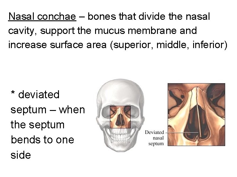 Nasal conchae – bones that divide the nasal cavity, support the mucus membrane and