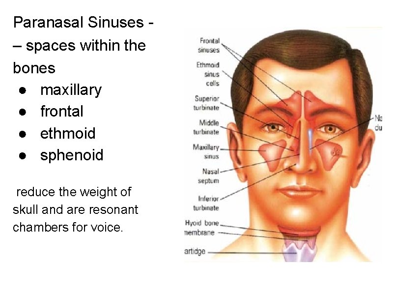 Paranasal Sinuses – spaces within the bones ● maxillary ● frontal ● ethmoid ●