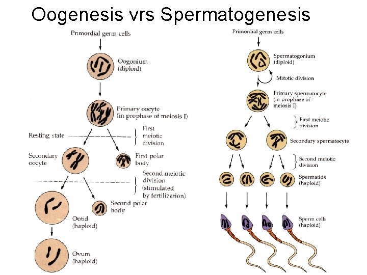 Oogenesis vrs Spermatogenesis 