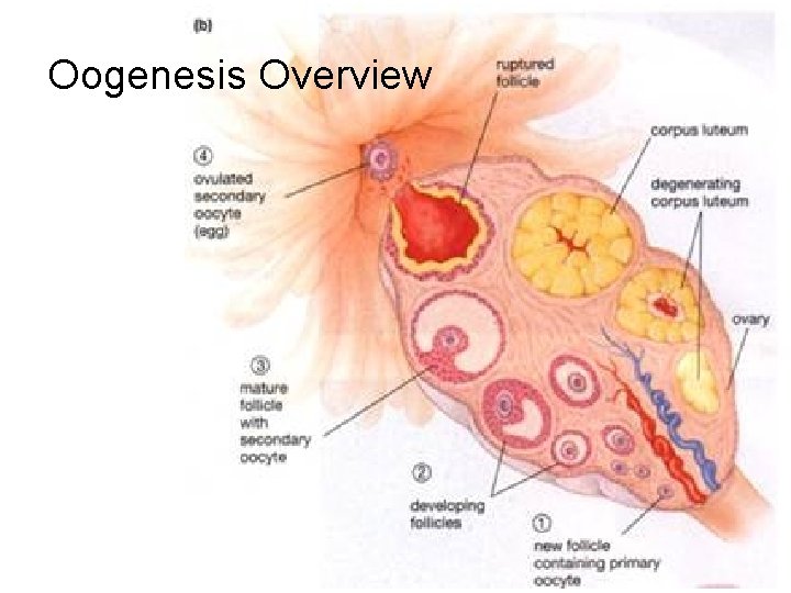 Oogenesis Overview 