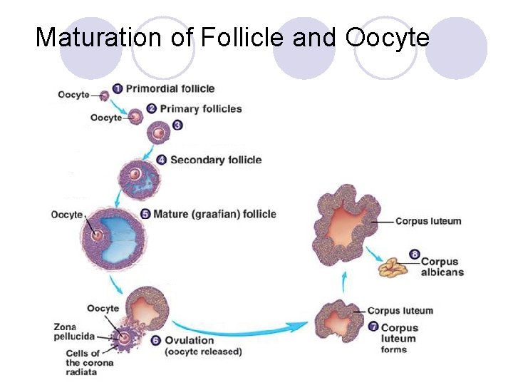 Maturation of Follicle and Oocyte 