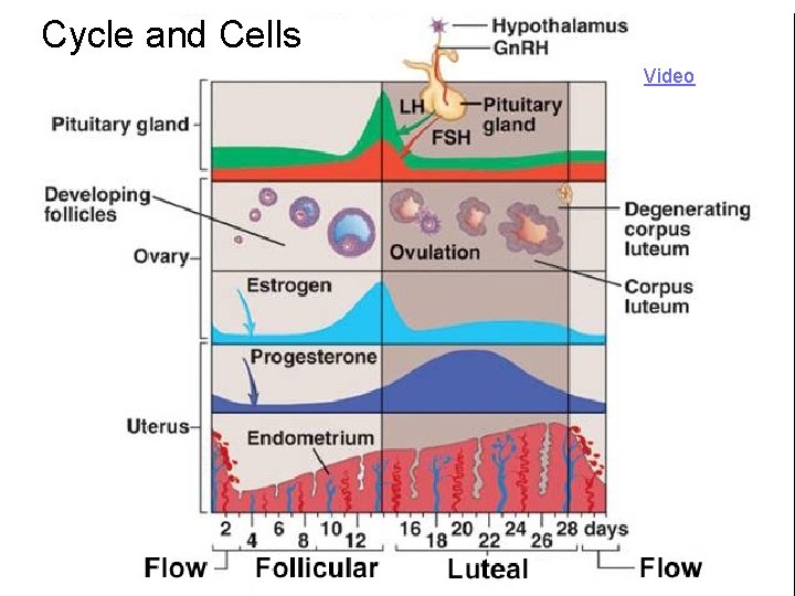 Cycle and Cells Video 