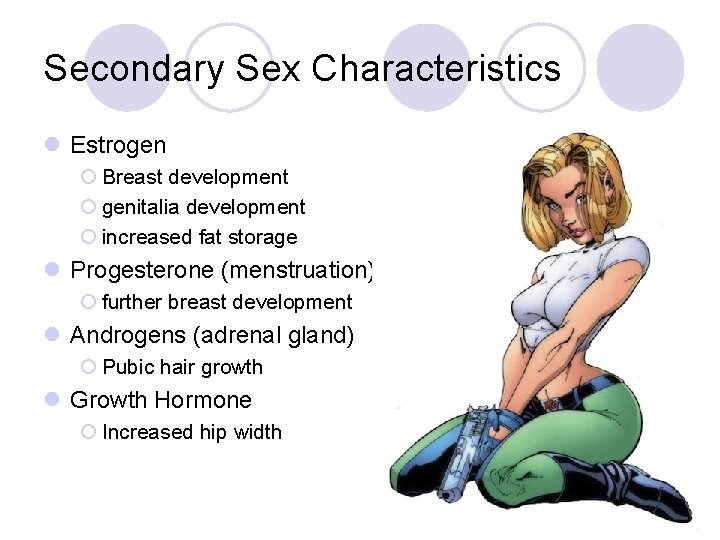 Secondary Sex Characteristics l Estrogen ¡ Breast development ¡ genitalia development ¡ increased fat