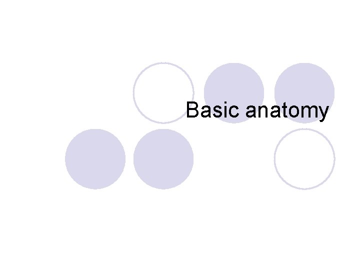 Basic anatomy 