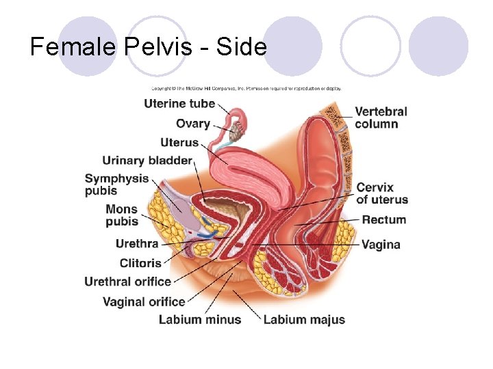 Female Pelvis - Side 