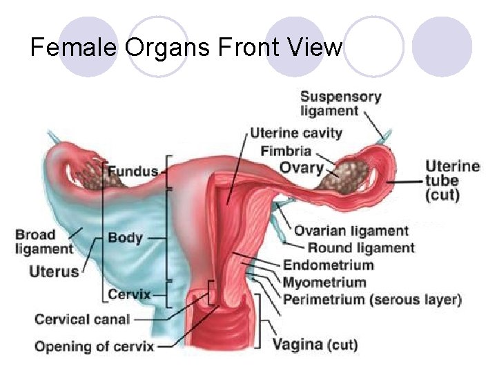 Female Organs Front View 