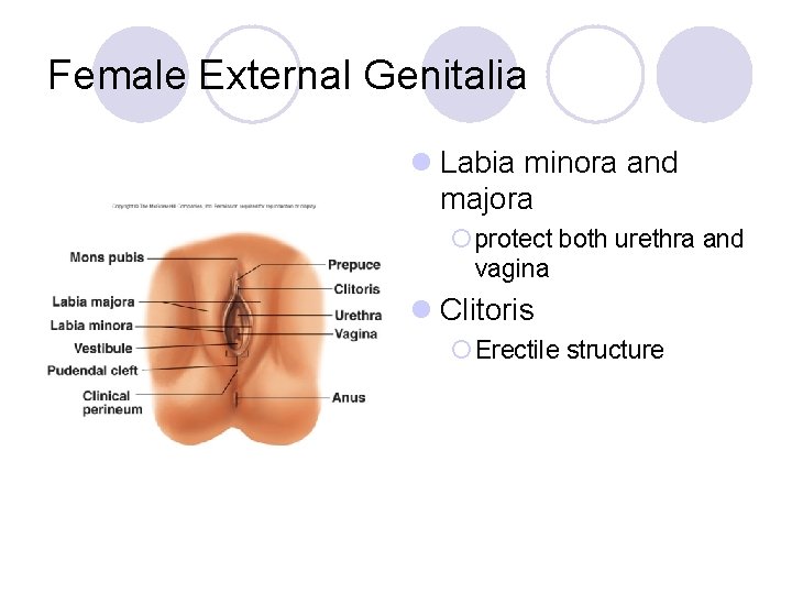 Female External Genitalia l Labia minora and majora ¡ protect both urethra and vagina