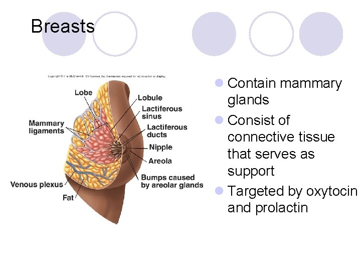 Breasts l Contain mammary glands l Consist of connective tissue that serves as support