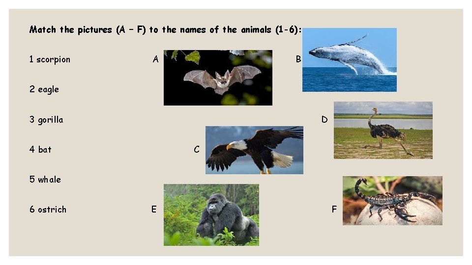 Match the pictures (A – F) to the names of the animals (1 -6):