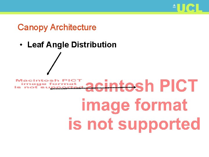 Canopy Architecture • Leaf Angle Distribution 