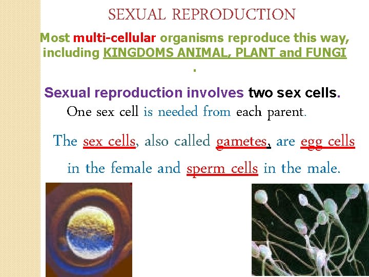 SEXUAL REPRODUCTION Most multi-cellular organisms reproduce this way, including KINGDOMS ANIMAL, PLANT and FUNGI.