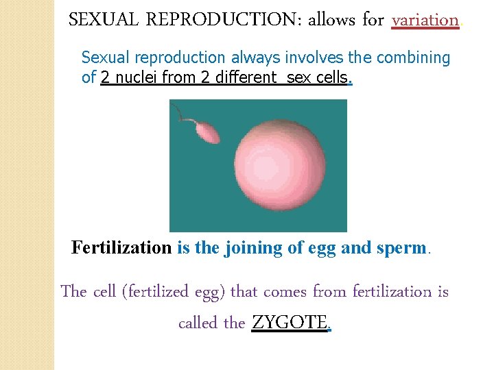 SEXUAL REPRODUCTION: allows for variation. Sexual reproduction always involves the combining of 2 nuclei