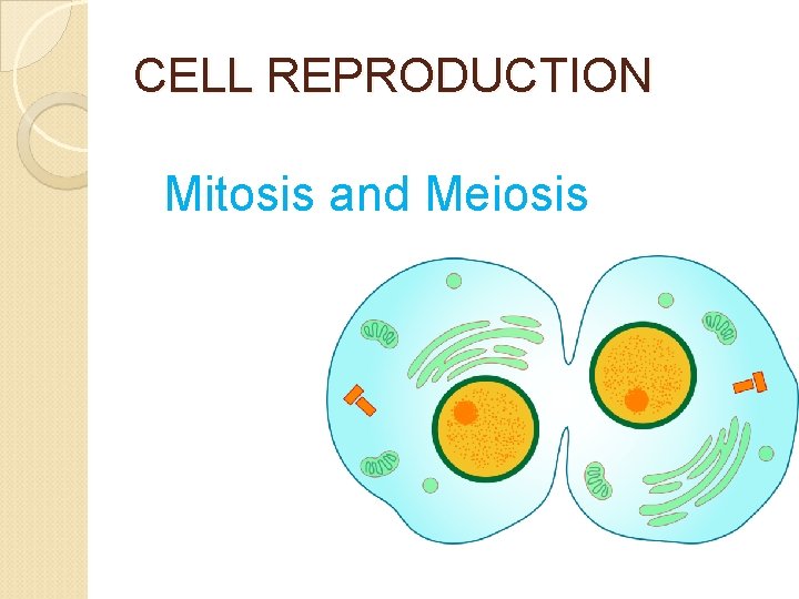 CELL REPRODUCTION Mitosis and Meiosis 