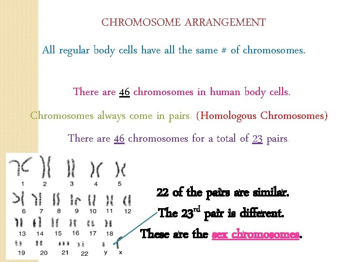 CHROMOSOME ARRANGEMENT All regular body cells have all the same # of chromosomes. There