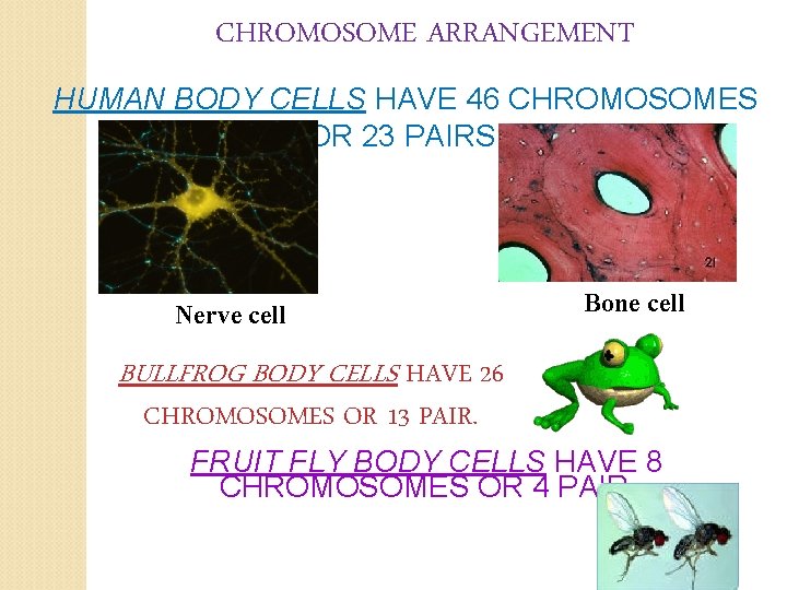 CHROMOSOME ARRANGEMENT HUMAN BODY CELLS HAVE 46 CHROMOSOMES OR 23 PAIRS. Nerve cell Bone
