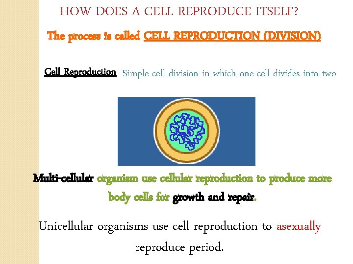 HOW DOES A CELL REPRODUCE ITSELF? The process is called CELL REPRODUCTION (DIVISION) Cell