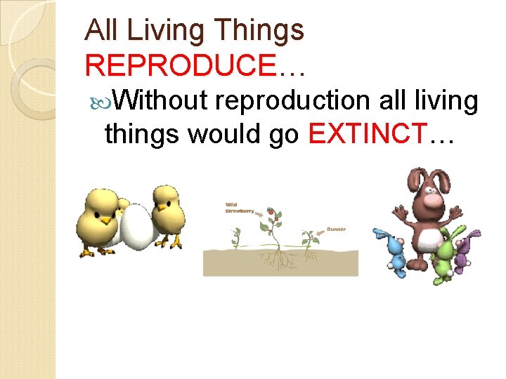 All Living Things REPRODUCE… Without reproduction all living things would go EXTINCT… 