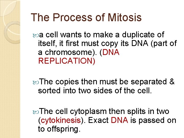 The Process of Mitosis a cell wants to make a duplicate of itself, it