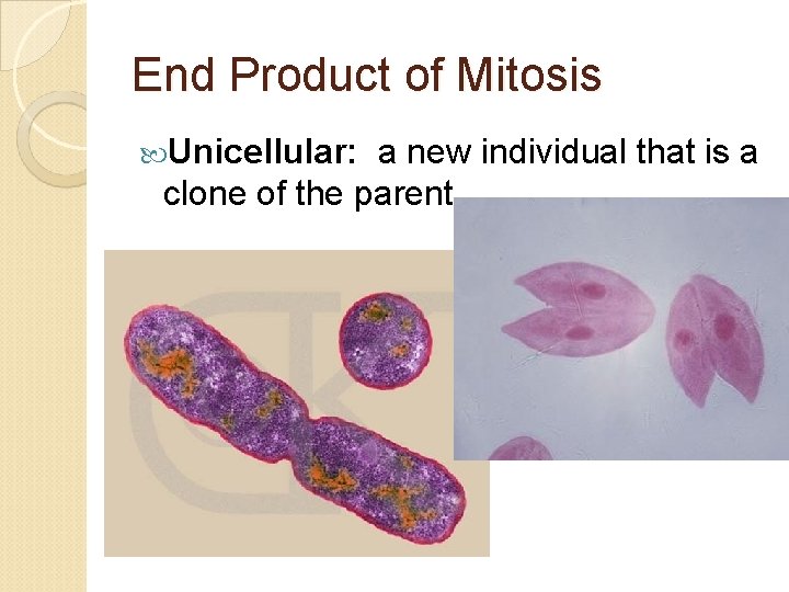 End Product of Mitosis Unicellular: a new individual that is a clone of the