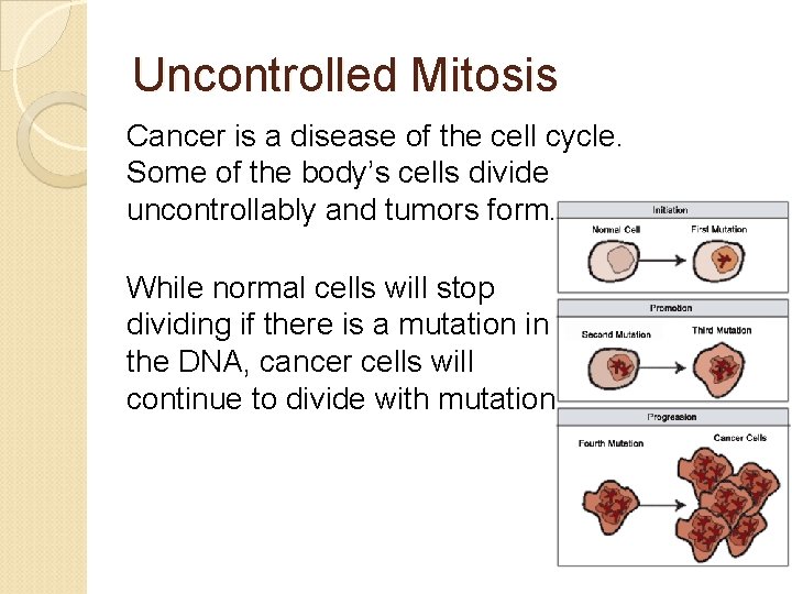 Uncontrolled Mitosis Cancer is a disease of the cell cycle. Some of the body’s