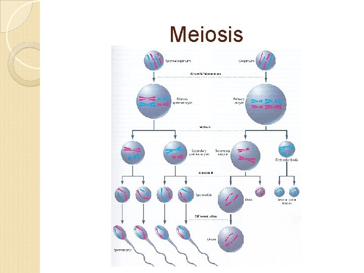 Meiosis 