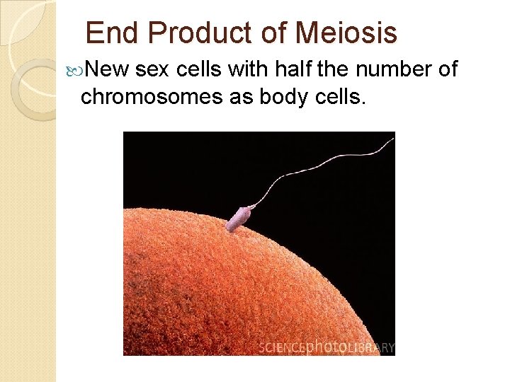 End Product of Meiosis New sex cells with half the number of chromosomes as