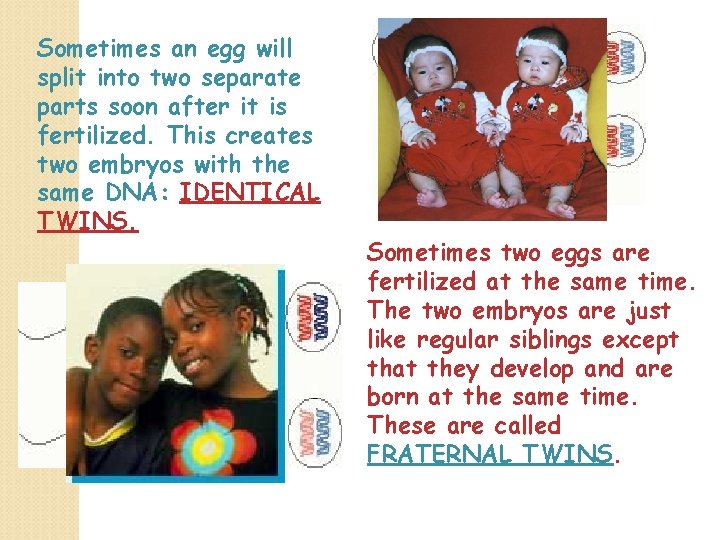 Sometimes an egg will split into two separate parts soon after it is fertilized.