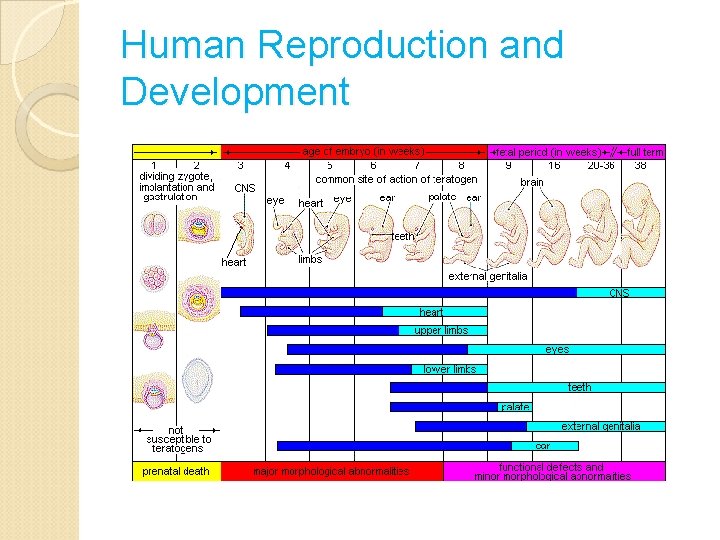 Human Reproduction and Development 