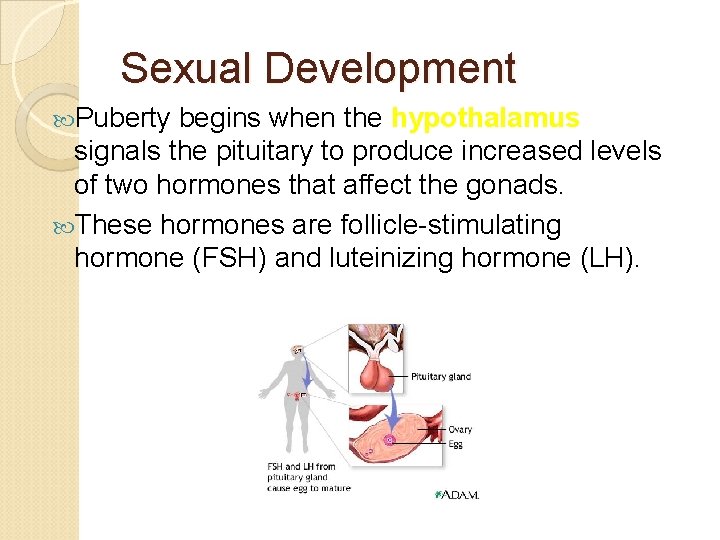 Sexual Development Puberty begins when the hypothalamus signals the pituitary to produce increased levels