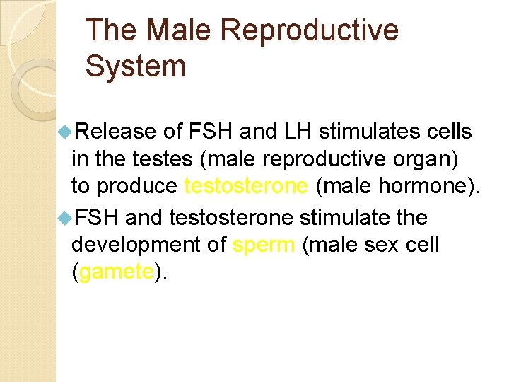 The Male Reproductive System Release of FSH and LH stimulates cells in the testes