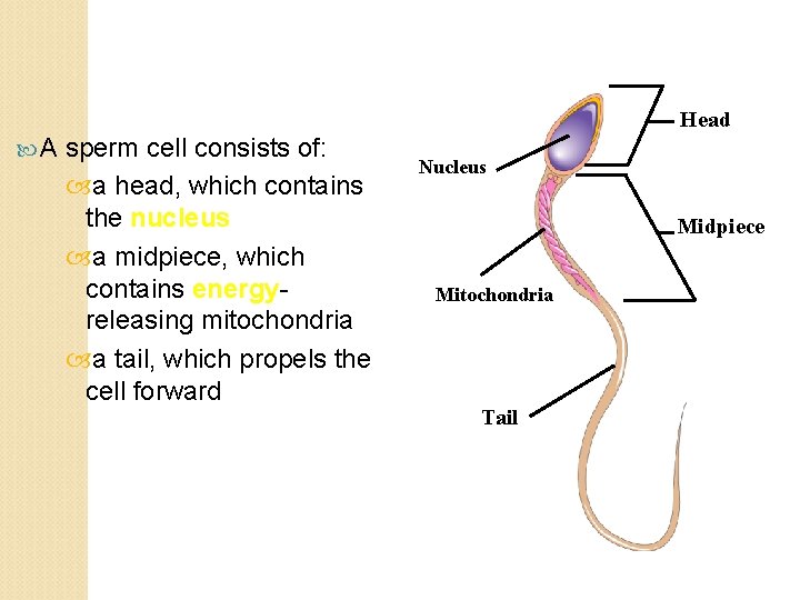 Head A sperm cell consists of: a head, which contains the nucleus a midpiece,