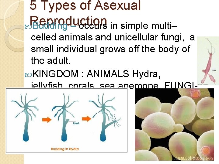 5 Types of Asexual Reproduction Budding – occurs in simple multi– celled animals and