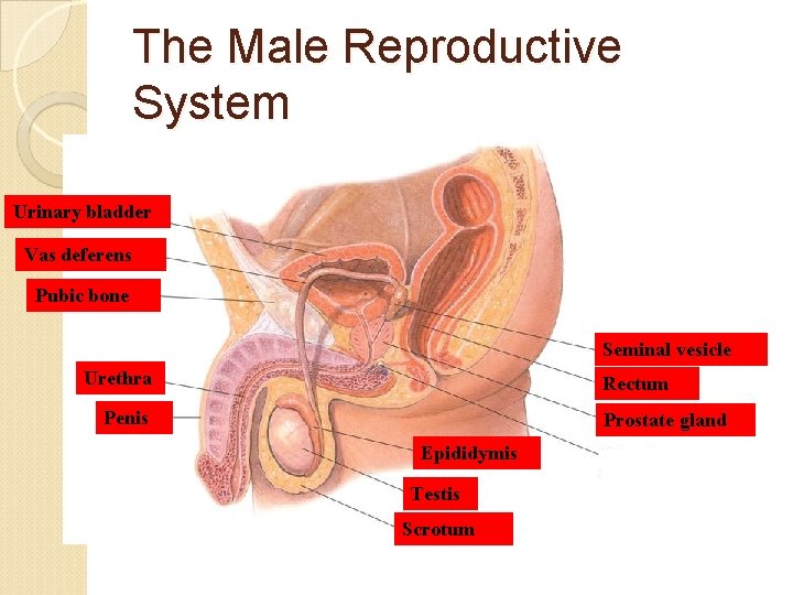 The Male Reproductive System Urinary bladder Vas deferens Pubic bone Seminal vesicle Urethra Rectum