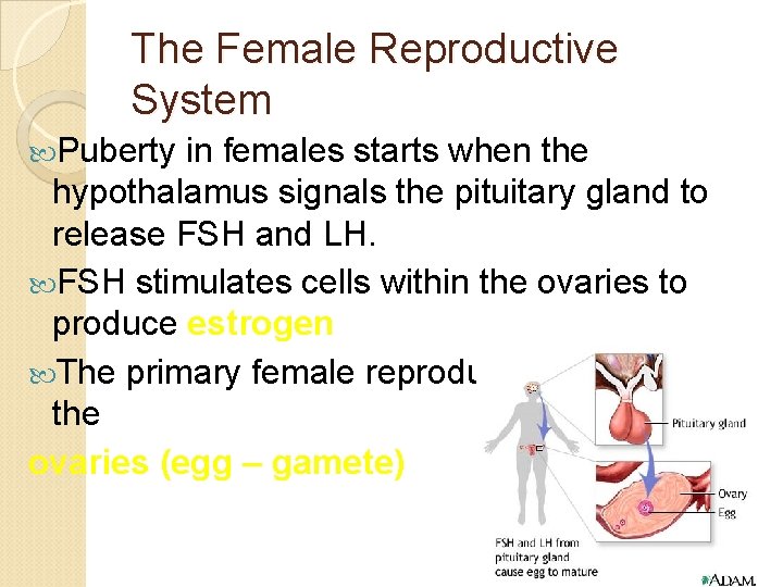 The Female Reproductive System Puberty in females starts when the hypothalamus signals the pituitary