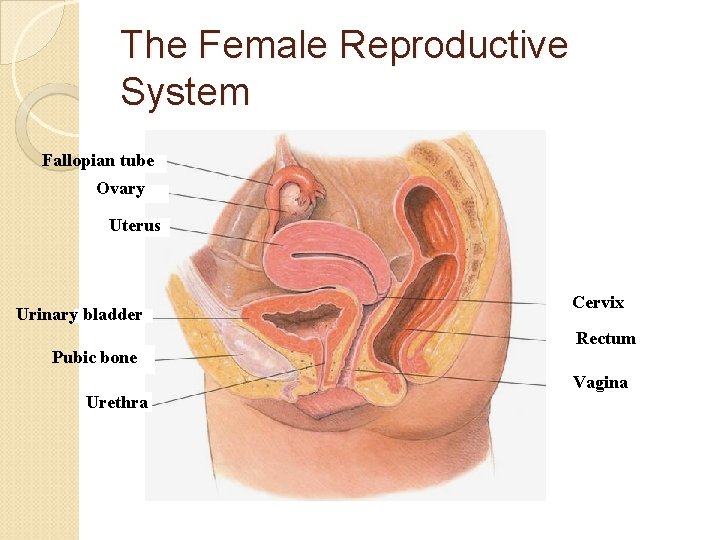 The Female Reproductive System Fallopian tube Ovary Uterus Urinary bladder Pubic bone Cervix Rectum