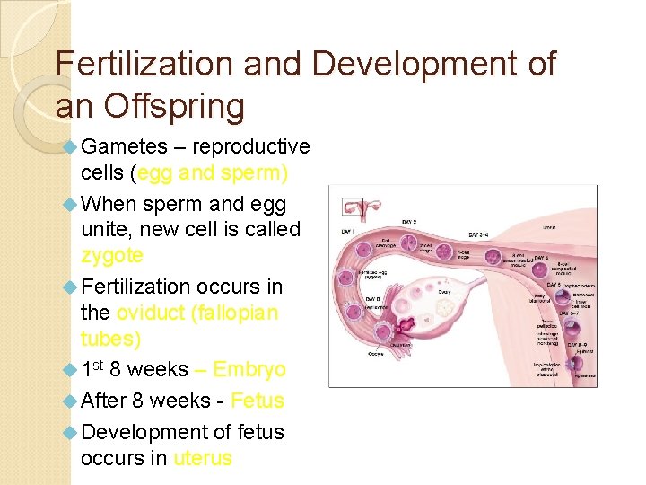 Fertilization and Development of an Offspring Gametes – reproductive cells (egg and sperm) When