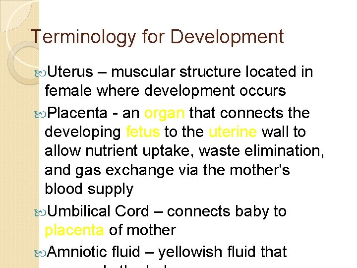 Terminology for Development Uterus – muscular structure located in female where development occurs Placenta