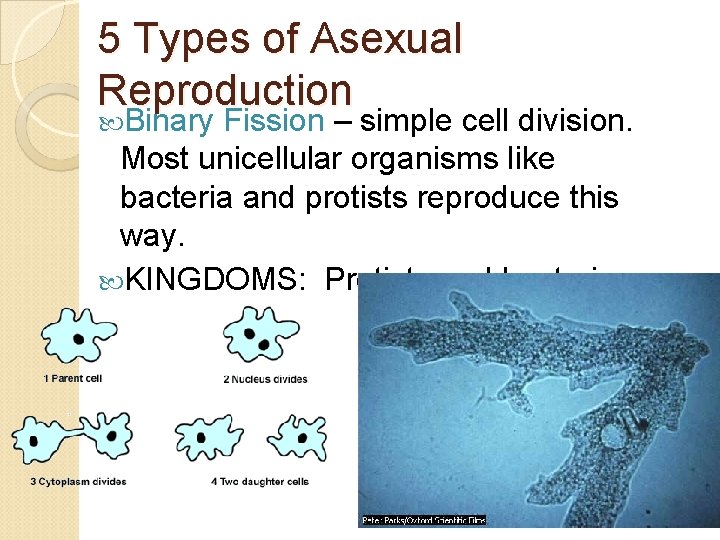 5 Types of Asexual Reproduction Binary Fission – simple cell division. Most unicellular organisms
