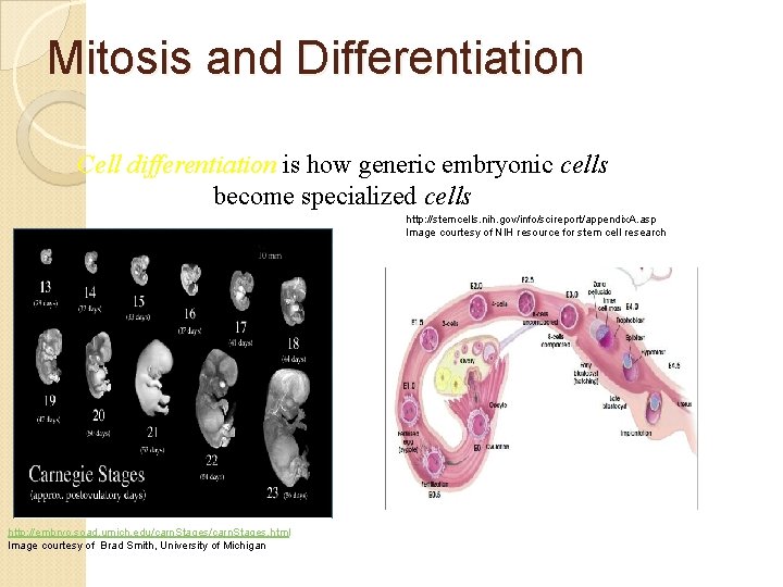 Mitosis and Differentiation Cell differentiation is how generic embryonic cells become specialized cells http: