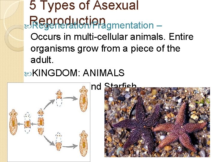 5 Types of Asexual Reproduction Regeneration/Fragmentation – Occurs in multi-cellular animals. Entire organisms grow