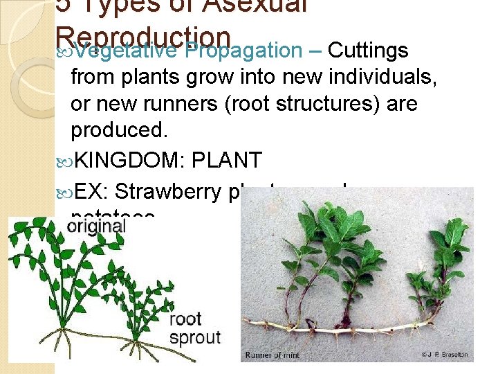 5 Types of Asexual Reproduction Vegetative Propagation – Cuttings from plants grow into new