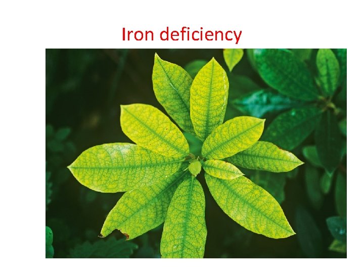 Iron deficiency 