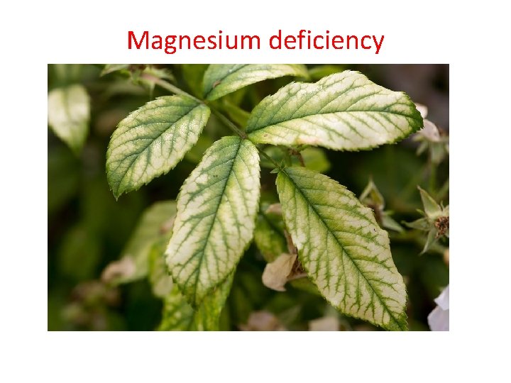 Magnesium deficiency 
