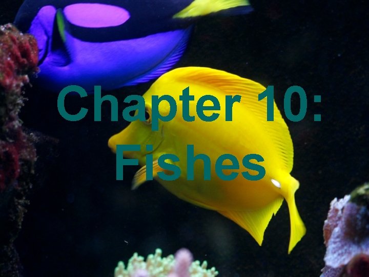 Chapter 10: Fishes 