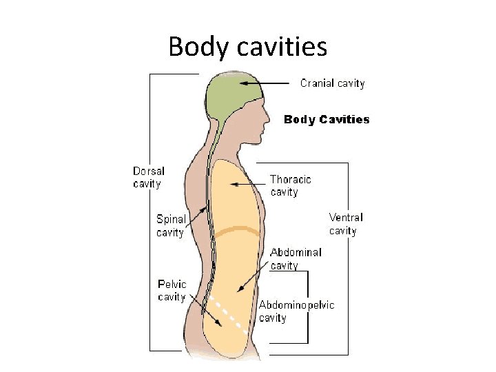 Body cavities 