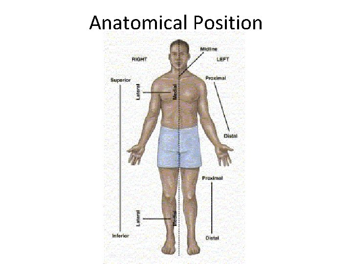 Anatomical Position 