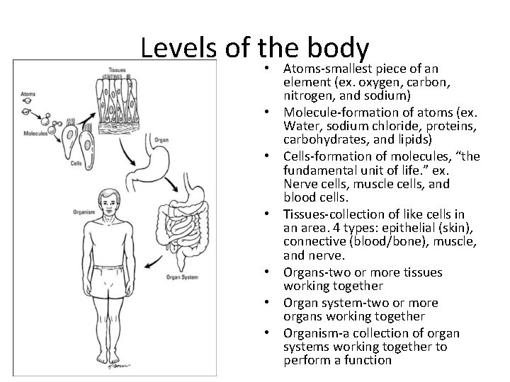 Levels of the body • Atoms-smallest piece of an • • • element (ex.