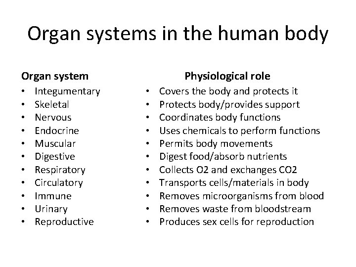 Organ systems in the human body Organ system • • • Integumentary Skeletal Nervous