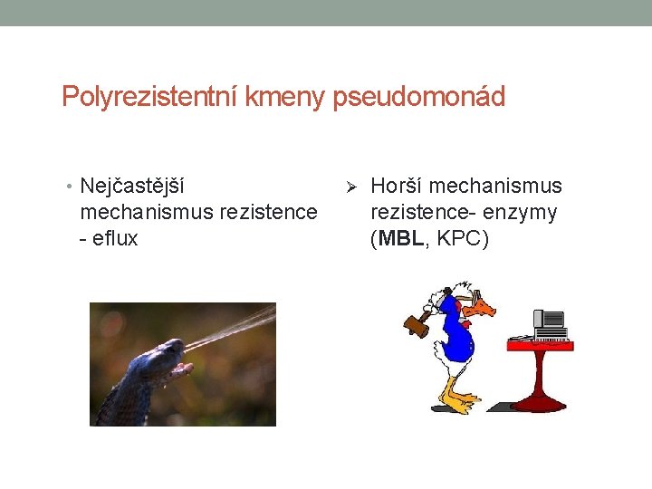 Polyrezistentní kmeny pseudomonád • Nejčastější mechanismus rezistence - eflux Ø Horší mechanismus rezistence- enzymy